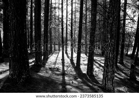 Similar – Image, Stock Photo shadow Environment Nature