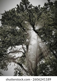 The light and shadow of a large, shady tree