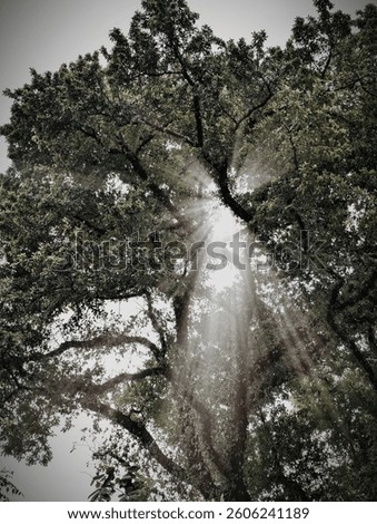 The light and shadow of a large, shady tree
