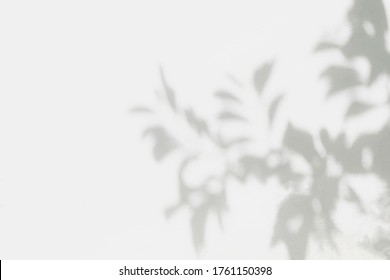 Light Shadow Of Leaf And Tree Branch Background.  Natural Leaves Shadows And Sunlight Dappled On White Concrete Wall Texture For Background Wallpaper And Any Design
