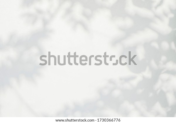 Light shadow of\
Leaves and tree branch background.  Natural leaves tree branch\
shadows and sunlight dappled on white concrete wall texture for\
background wallpaper and any\
design\
