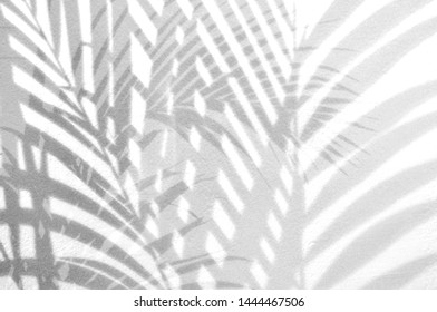 Light and shadow leaves,palm leaf on grunge white wall concrete background.Silhouette abstract tropical leaf natural pattern for wallpaper, spring ,summer texture.Black and white  soft image backdrop. - Shutterstock ID 1444467506