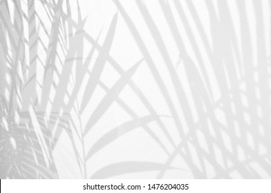 Light and shadow leaves,palm leaf on grunge white wall concrete background.Silhouette abstract tropical leaf natural pattern for wallpaper, spring ,summer texture.Black and white  soft image backdrop. - Shutterstock ID 1476204035