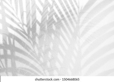 Light and shadow leaves,palm leaf on grunge white wall concrete background.Silhouette abstract tropical leaf natural pattern for wallpaper, spring,summer texture.Black and white blurred image backdrop - Shutterstock ID 1504668065
