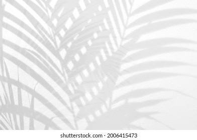 Light and shadow leaves,palm leaf on grunge white wall concrete background.Silhouette abstract tropical leaf natural pattern for wallpaper,spring ,summer texture.Black and white blurred image backdrop - Shutterstock ID 2006415473