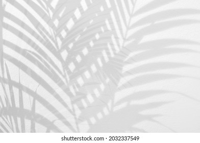 Light and shadow leaves,palm leaf overlay on grunge white wall concrete background.Silhouette abstract tropical leaf natural pattern for wallpaper,summer texture.Black and white soft image backdrop. - Shutterstock ID 2032337549