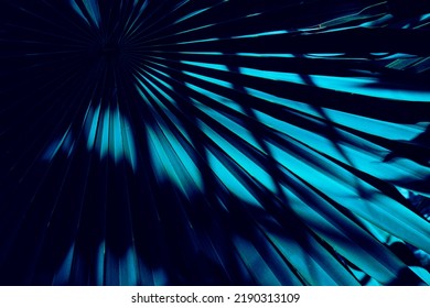 Light and shadow on palm leaf, dark blue nature background - Powered by Shutterstock