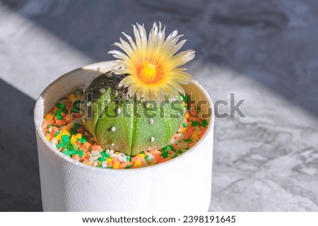 Light and shadow on surface of beautiful yellow flower of Astrophytum asterias Kabuto cactus is blooming in white flower pot on loft concrete tabletop, close up with copy space