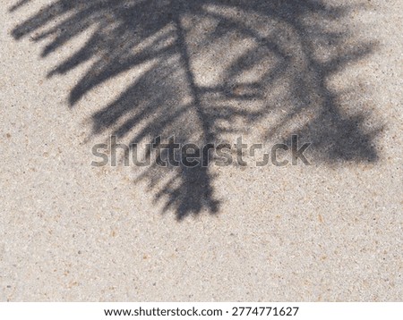 Light and shadow of pine leaves on concrete floor. Abstract cement texture and ackground.
