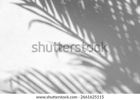 Light and shadow, showcasing the dappled sunlight filtered through palm fronds onto a textured, light-colored surface. Natural leaf shadows on white wall for background design for text.