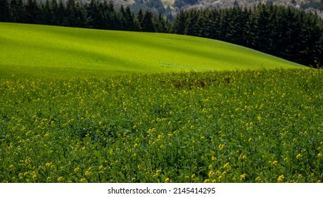 Light shifts across a farming field of green mustard just beginning to bloom, hillside slopes adding patterns of light and dark green, with an edge of dark green evergreen trees for contrast.