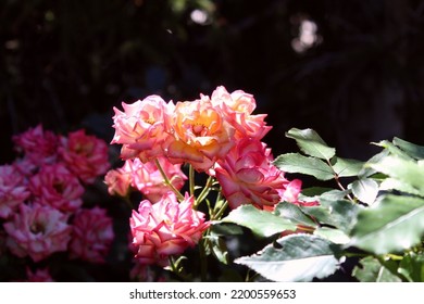 Light Shines Down On A Bunch Of Roses