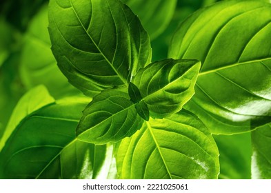 Light Shines Through Basil Leaves. Also Known As Sweet, Great Or Genovese Basil, Ocimum Basilicum, A Culinary Herb In The Mint Family Lamiaceae. A Tender Plant, Used In Cuisines Worldwide. From Above.