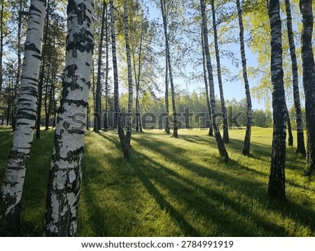 Light shines through trees on a sunny morning in a forest near a grassy field