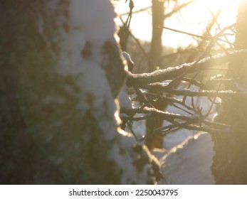 Light shinging through branches on a winter day