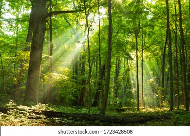 Light shining down in nature