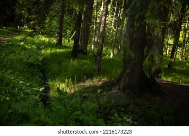 Light Shining Down In Nature