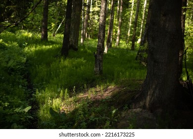 Light Shining Down In Nature