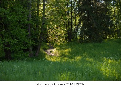 Light Shining Down In Nature