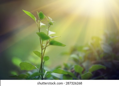 Light Shining On A Green Sprout, Sustainable Energy