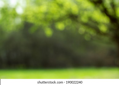 Light shining on tree leaves - Powered by Shutterstock