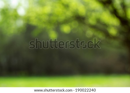 Light shining on tree leaves