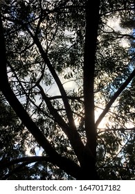 light shining though a tree