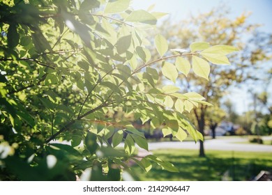 light shining through green foliage on bush