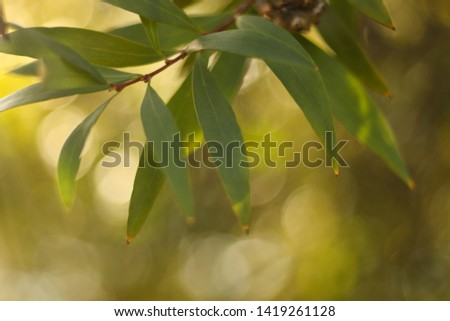 light shining through the leafs of a gumtree