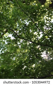 Light Shining through trees