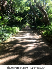 Light shining through the trees!