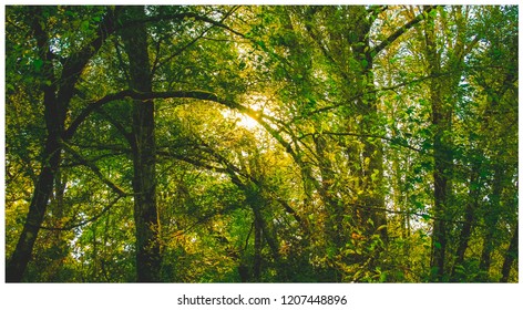 Light Shining Through Trees