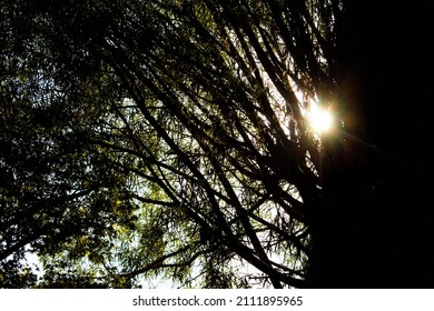 Light Shining Through The Trees