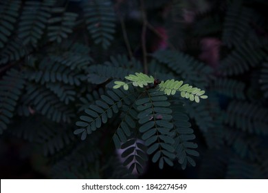 The light shone on the leaf surface.