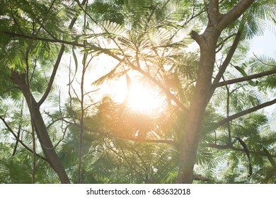 Light from the sky