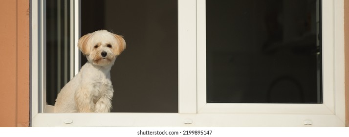 Light Small Dog Maltipu Sits On The Window In The Kitchen