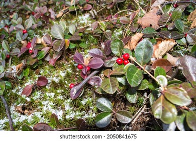 A Light Snow Lingers On Red Forest Understory Plants.