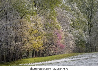 Light Snow On Trees In Early Spring, Louisville, Kentucky