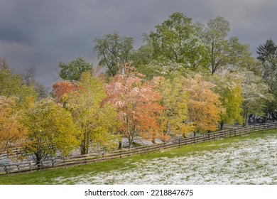 Light Snow On Trees In Early Spring, Louisville, Kentucky