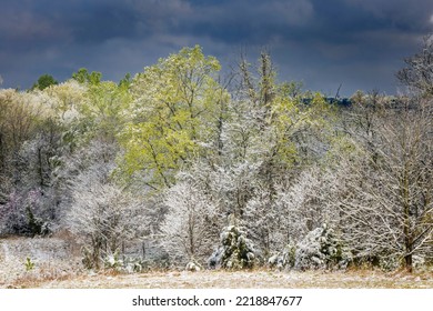 Light Snow On Trees In Early Spring, Louisville, Kentucky