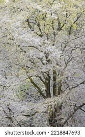 Light Snow On Trees In Early Spring, Louisville, Kentucky