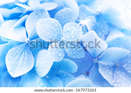 Light soft blue Hydrangea (Hydrangea macrophylla) or Hortensia flower with dew with light coming in.  Shallow depth of field for soft dreamy feel.