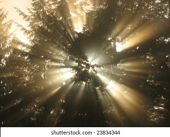 Light streaming through trees