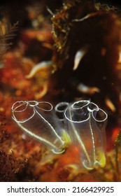 Light Sub Sea Squirt Photo