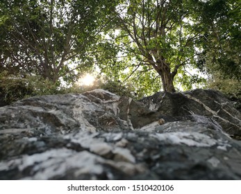 Light of the Sun Shining through the trees