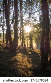 Light from the sun shining through the trees in the forest.