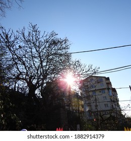 the light of the sun through the branches of a tree
