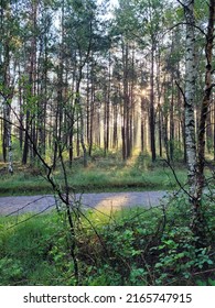 Light of the sun through the trees