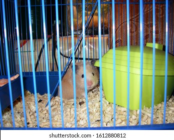Light Syrian hamster next to his house