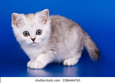 Light Tabby British Cat Kitten On Stock Photo (Edit Now) 1586464765